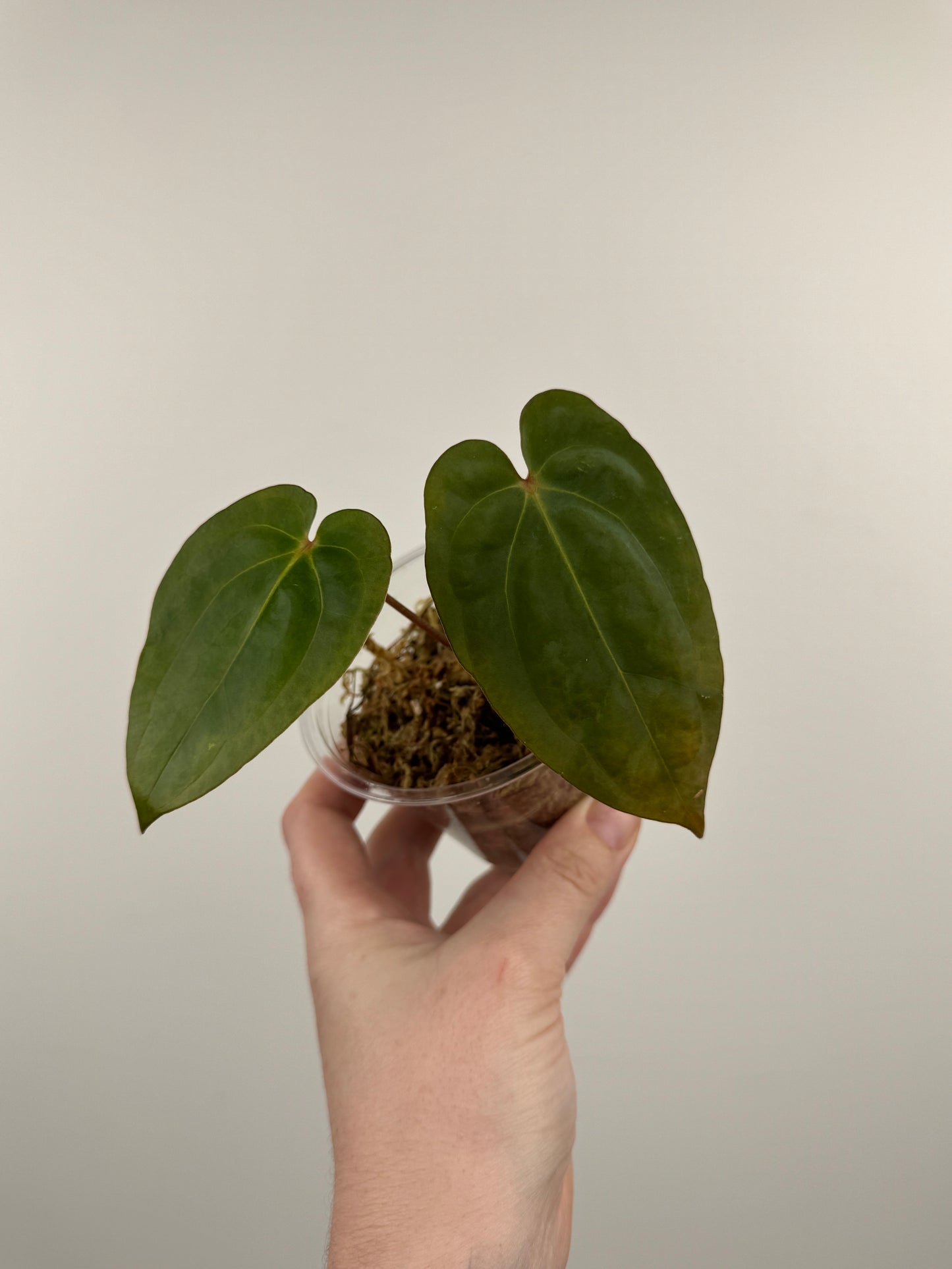 Anthurium ('Michelle' x 'Zara') x Antolakii (BVEP) ('Round' x 'RA1')