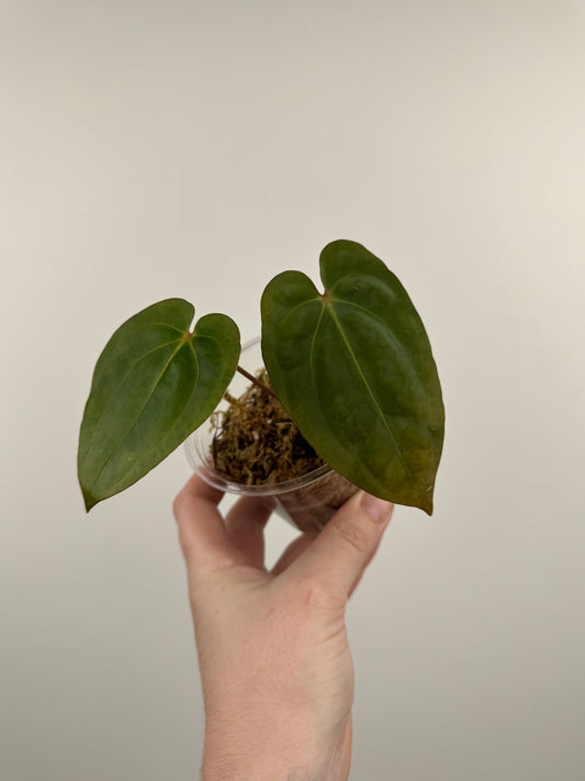 Anthurium ('Michelle' x 'Zara') x Antolakii (BVEP) ('Round' x 'RA1')