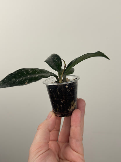 Hoya Carnosa 'Wilbur Graves' (C)