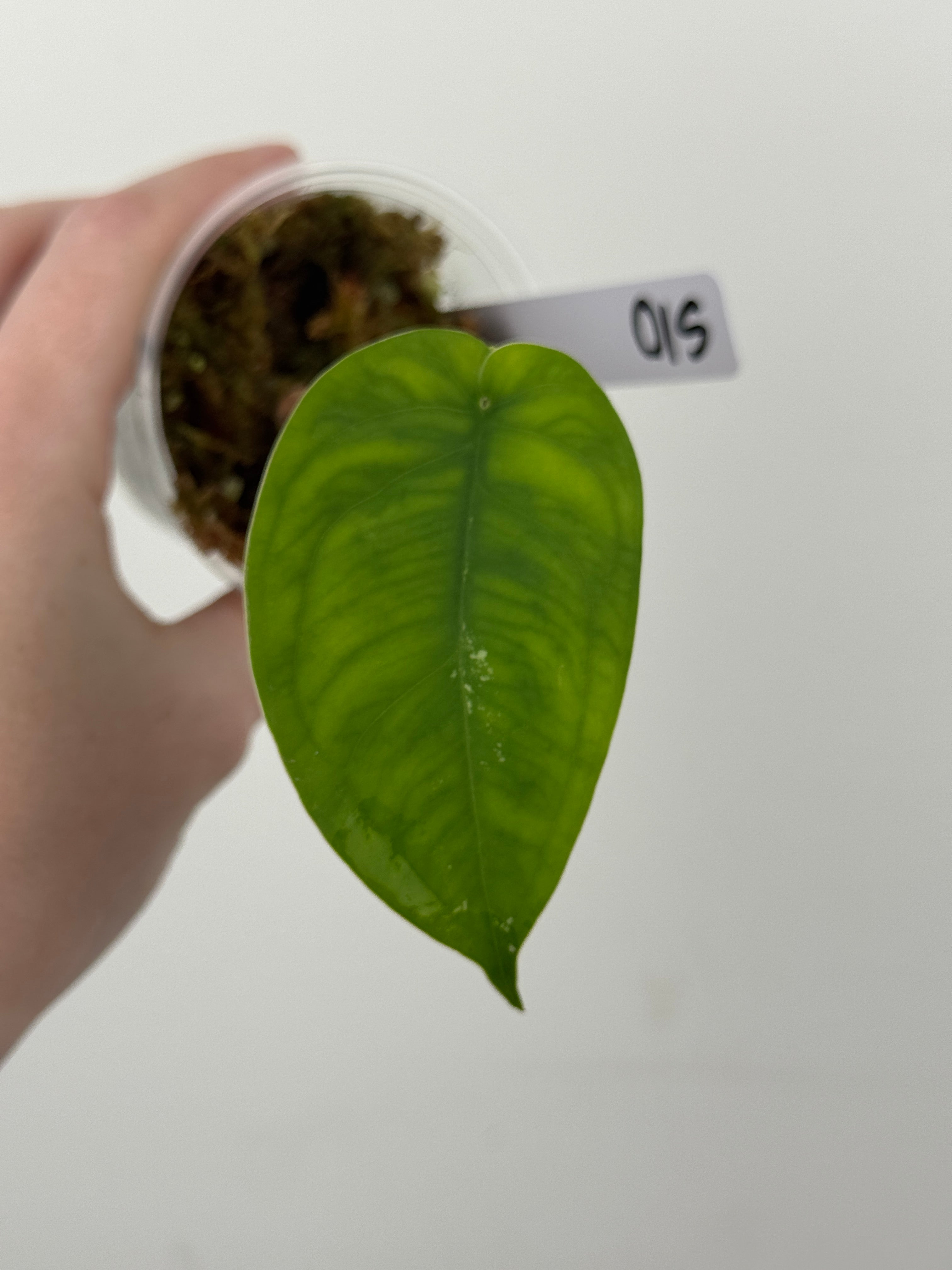 Syngonium Chiapense Albo Variegated