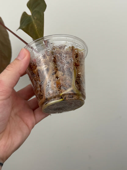 Anthurium Papillilaminum 'Voldemort' x (RL x SELF)