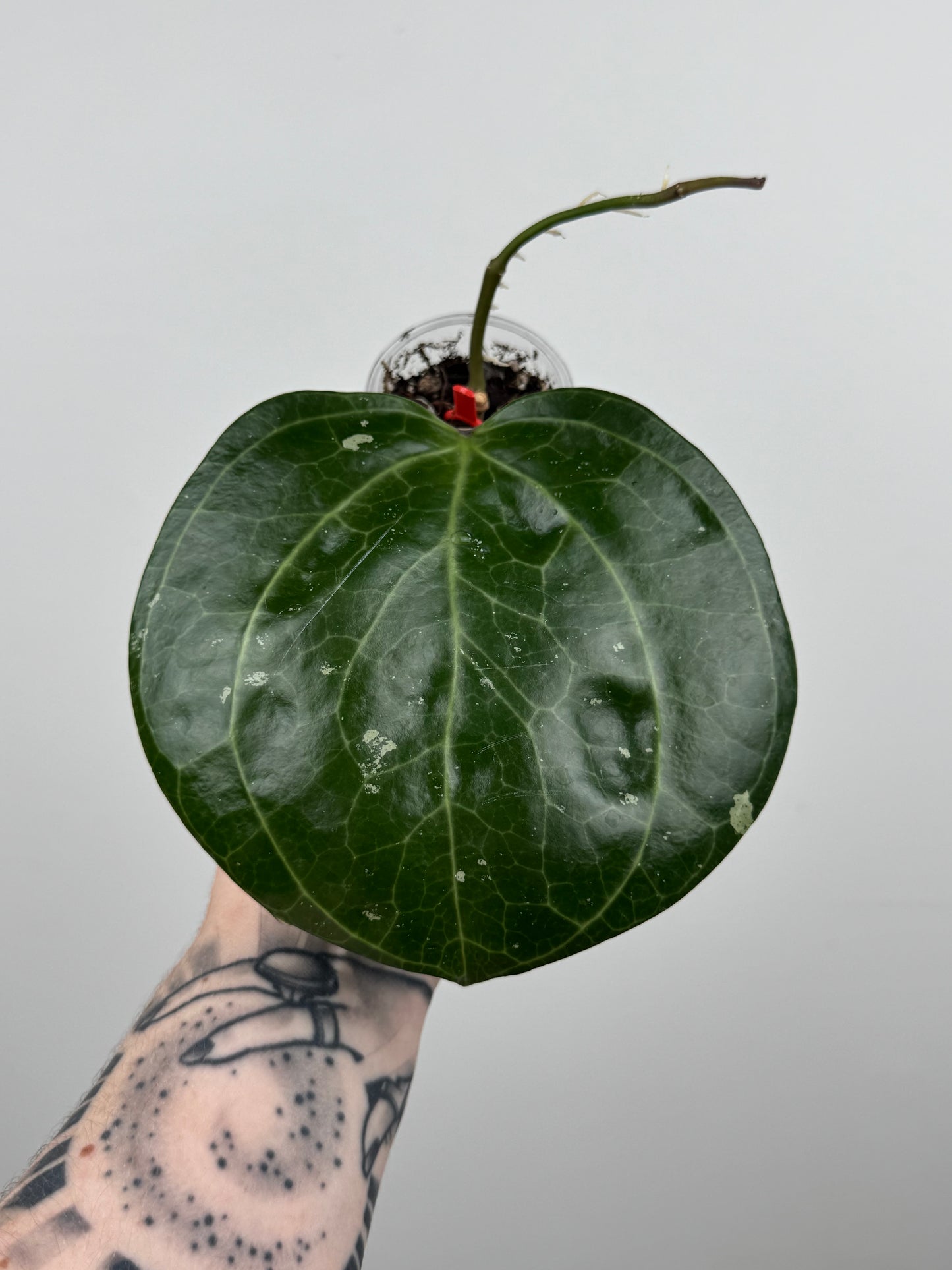 Hoya Latifolia 'Sarawak' Cream (A)