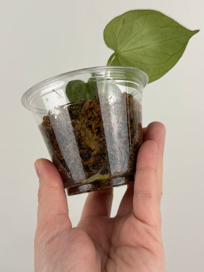 Anthurium HU / KOS 'Butterfly'