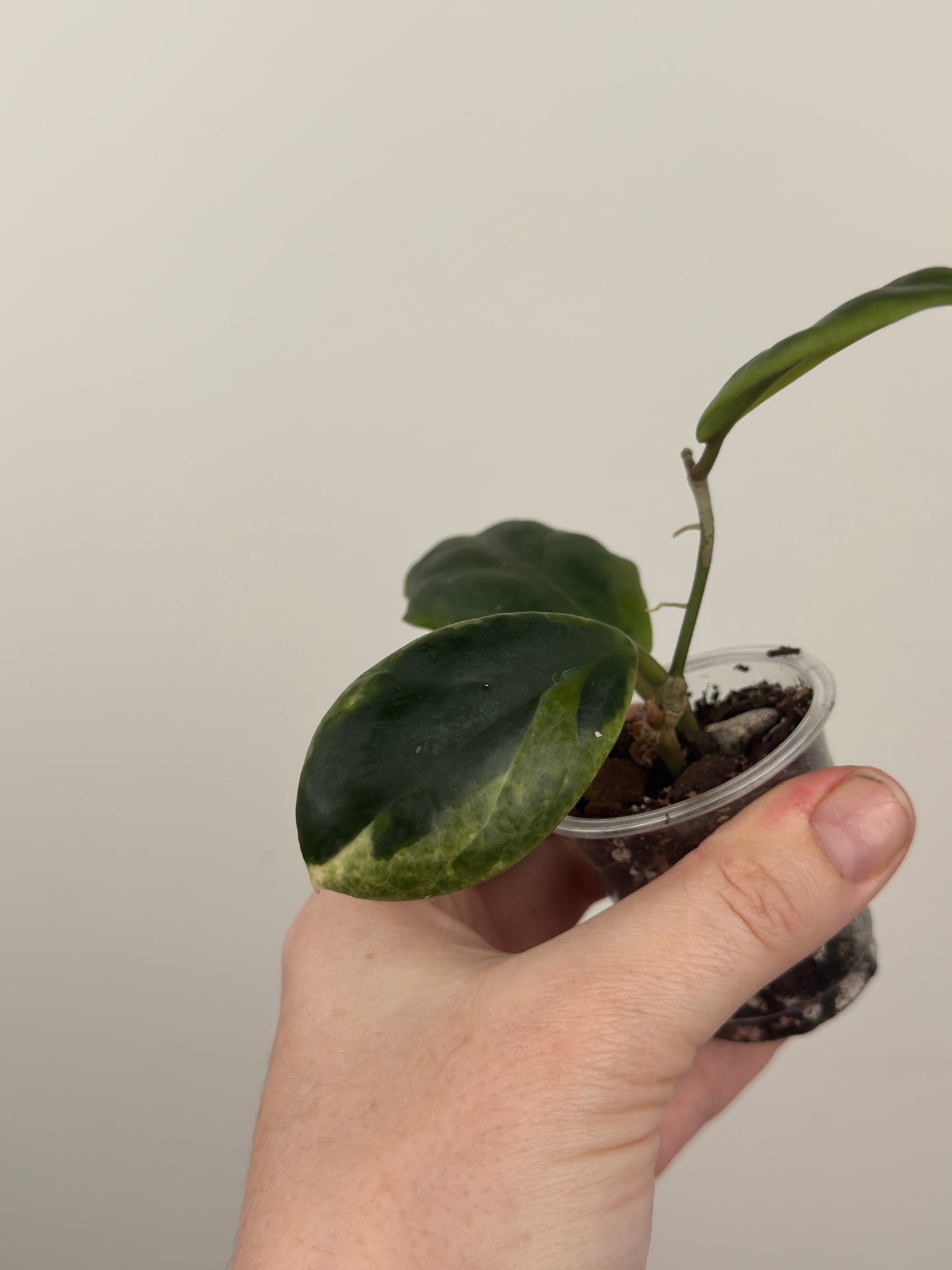 Hoya Incrassata 'Eclipse'