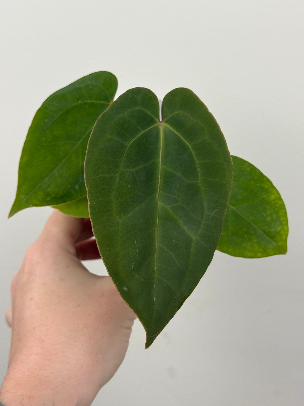 A5 Anthurium ['Antioqua' x (Carla x Bess)] x (RVDP x Kuna)