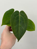 A5 Anthurium ['Antioqua' x (Carla x Bess)] x (RVDP x Kuna)
