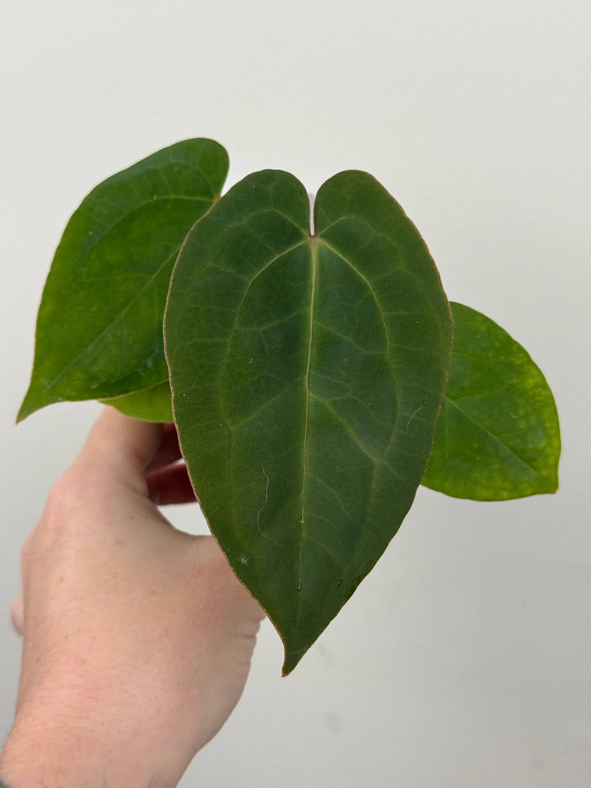 A5 Anthurium ['Antioqua' x (Carla x Bess)] x (RVDP x Kuna)