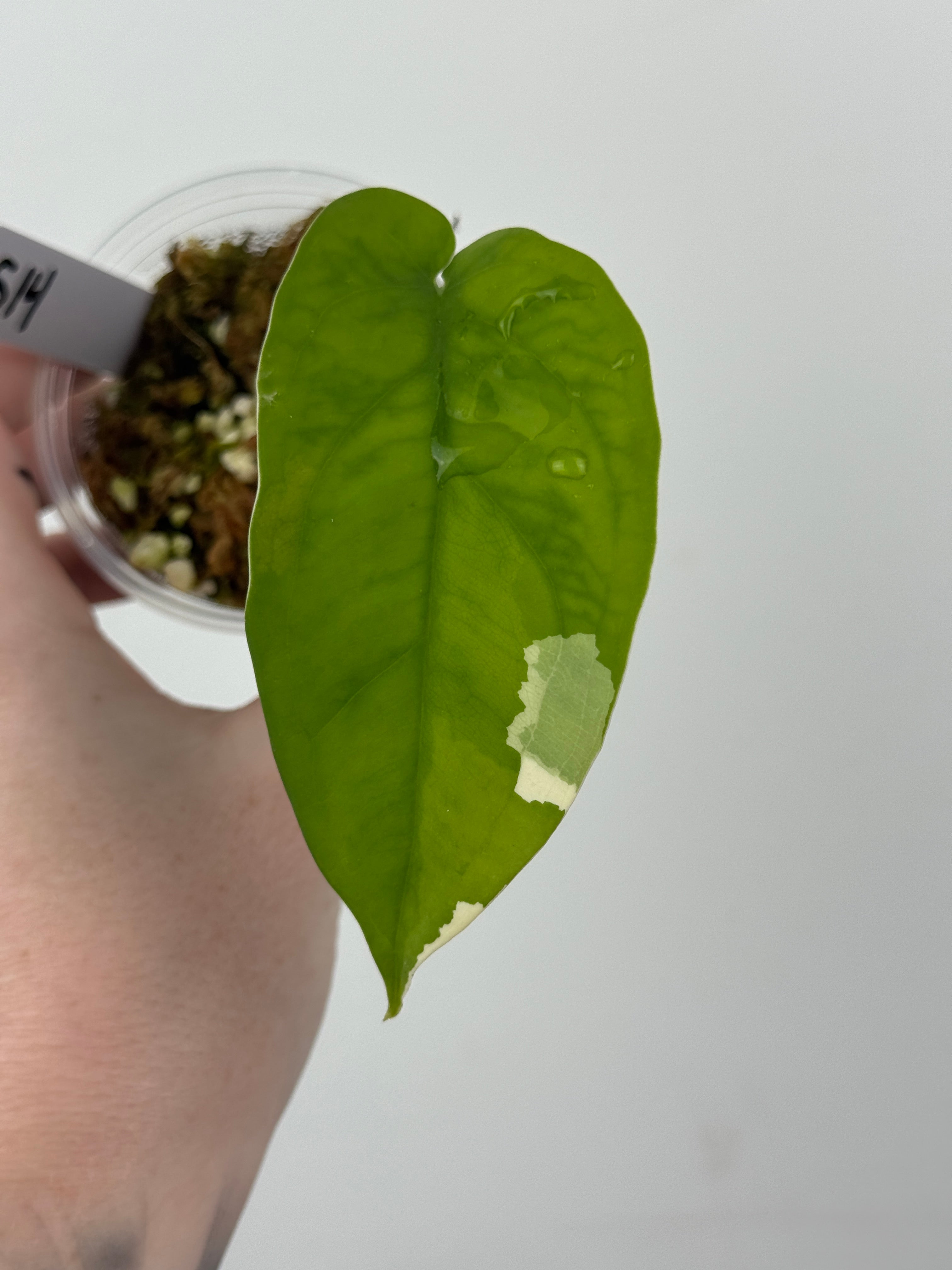 Syngonium Chiapense Albo Variegated
