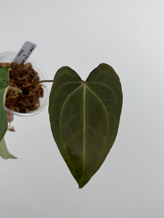 Anthurium (Papillilaminum x 'Red Spider') x Dressleri