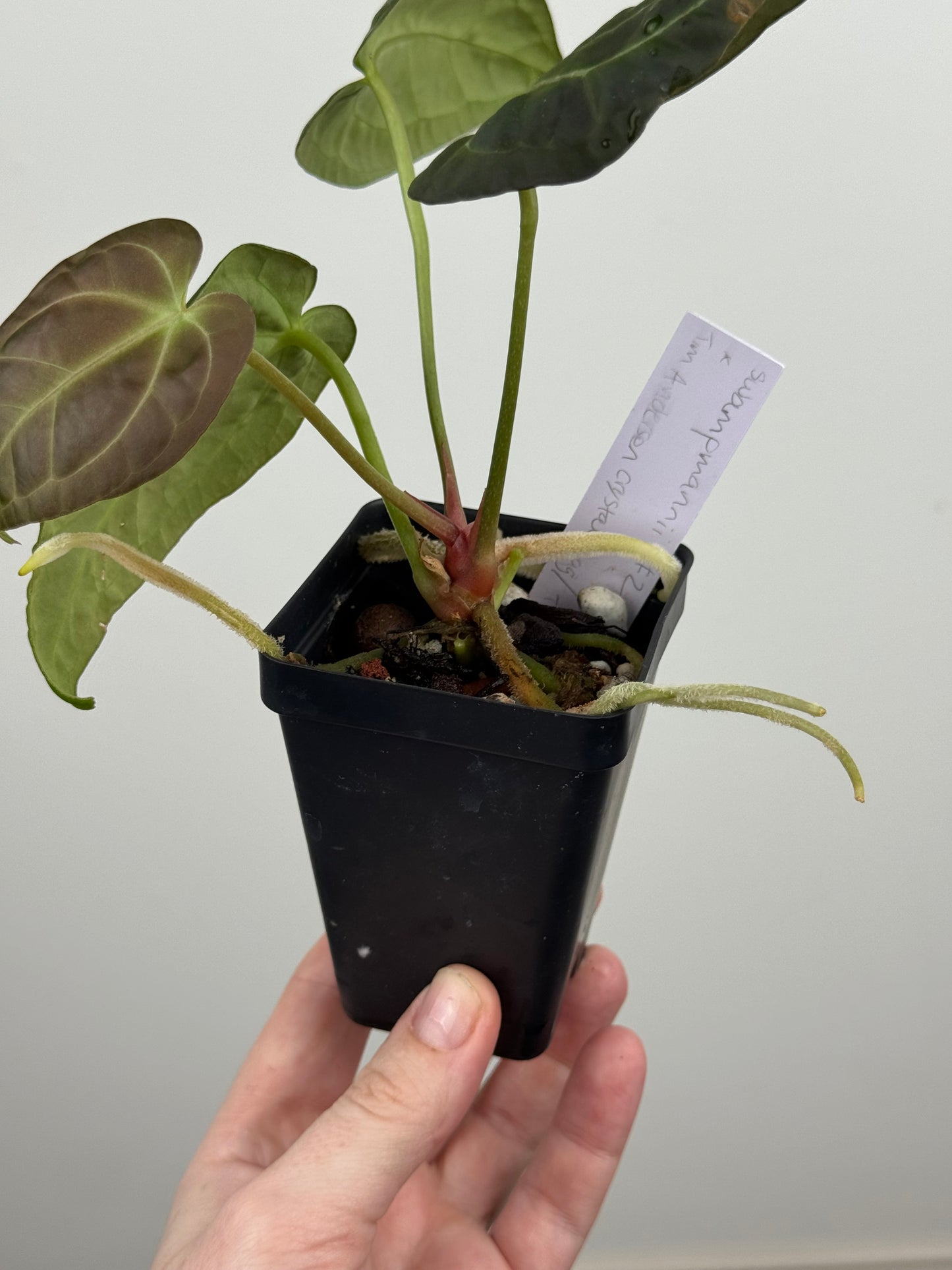 Anthurium 'Swampmanii' #2 x 'Tim's Black'