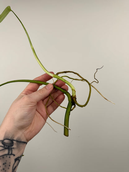 Monstera Sierrana (Hawaiian Clone)