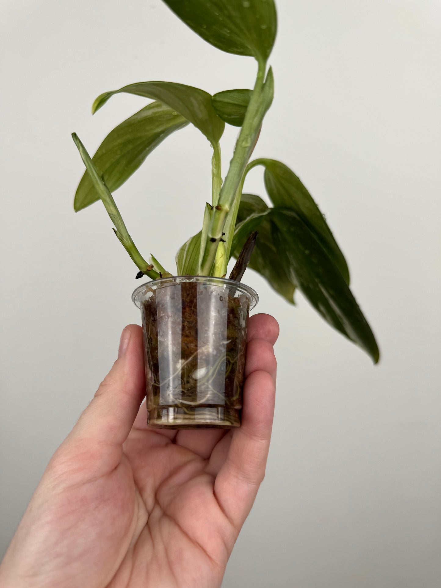 Monstera Standleyana Aurea High Variegation (B)