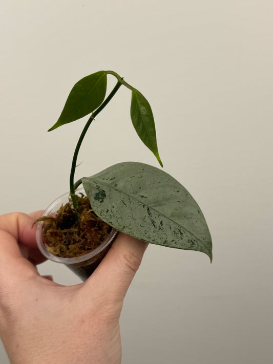 Hoya Coriacea 'Silver'