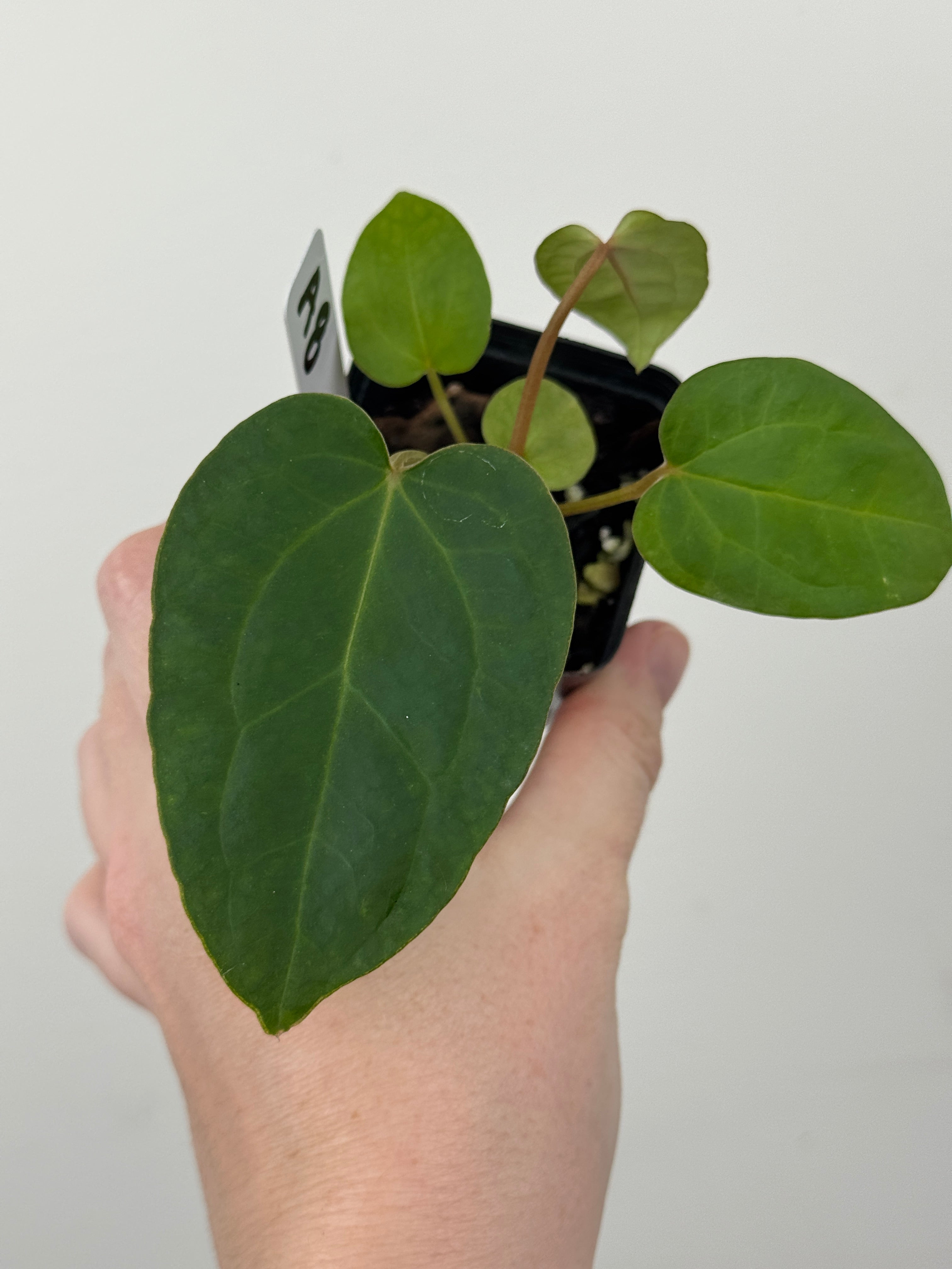 A8 Anthurium ['Antioqua' x (Carla x Bess)] x (RVDP x Kuna)