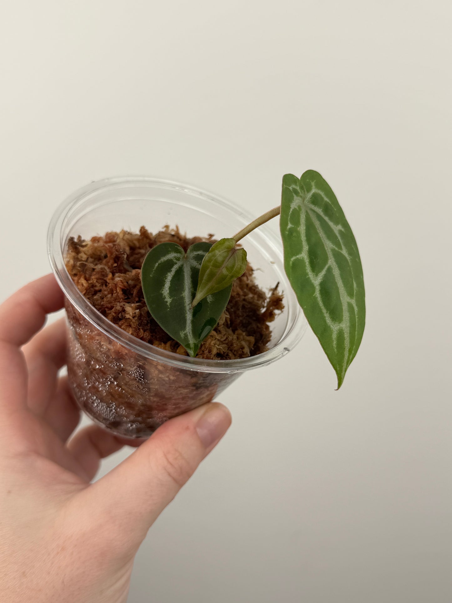 Anthurium 'Michelle' (Doc Block) Offset