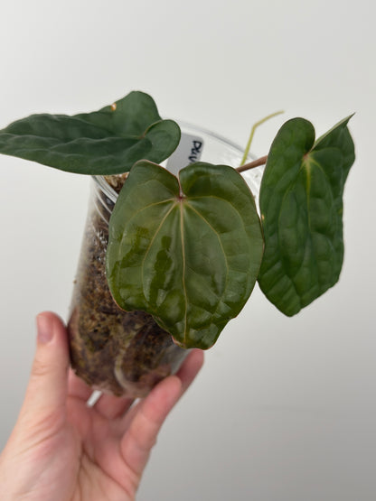 Anthurium 'David Portilla Dreams'