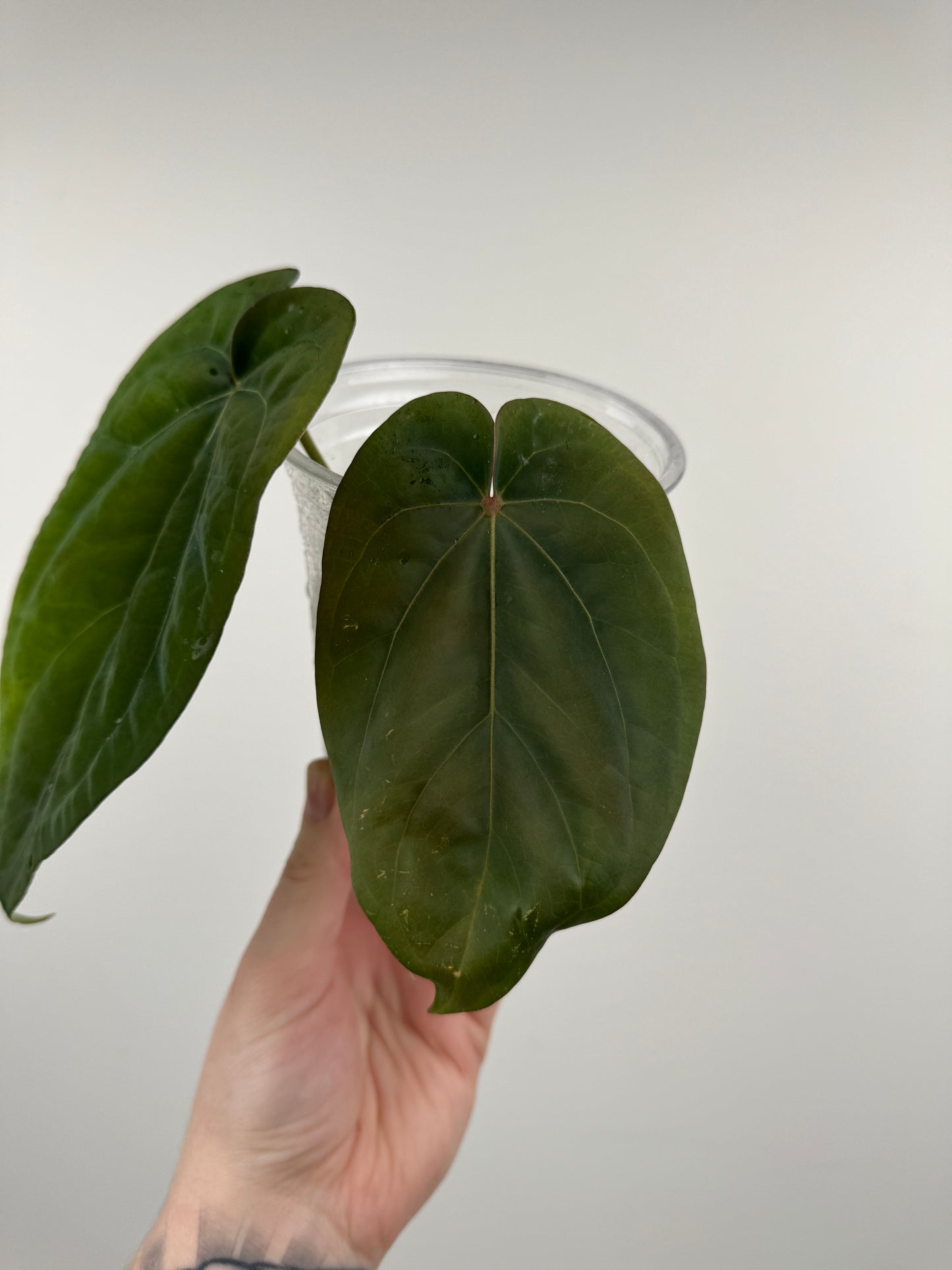 Anthurium ('Black Widow x 'Michelle') x NOID