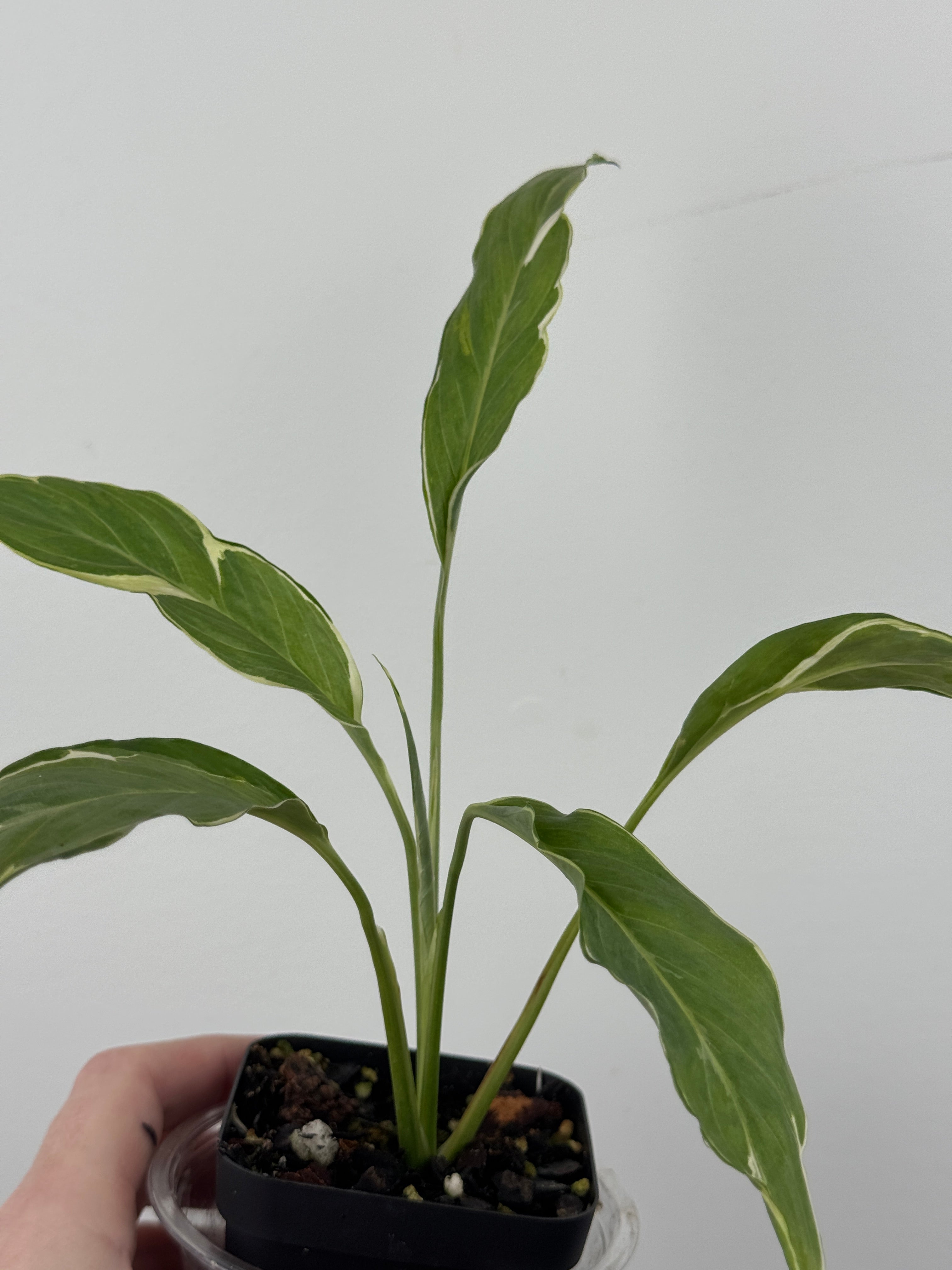 Variegated Peace Lily - Spathiphyllum Mutated Form