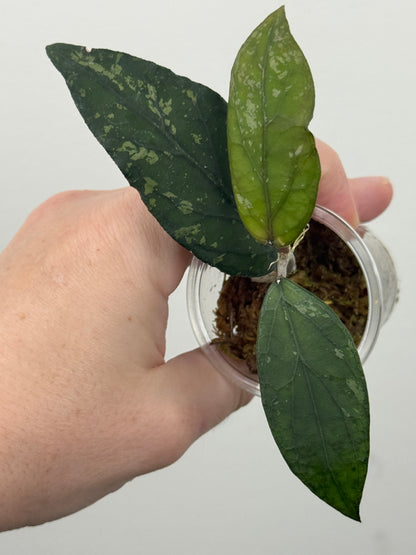 Hoya sp. Sumatra