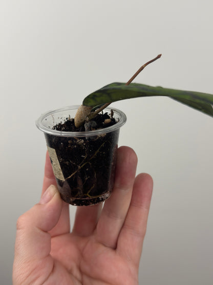 Hoya Callistophylla 'Black Cat' (A)