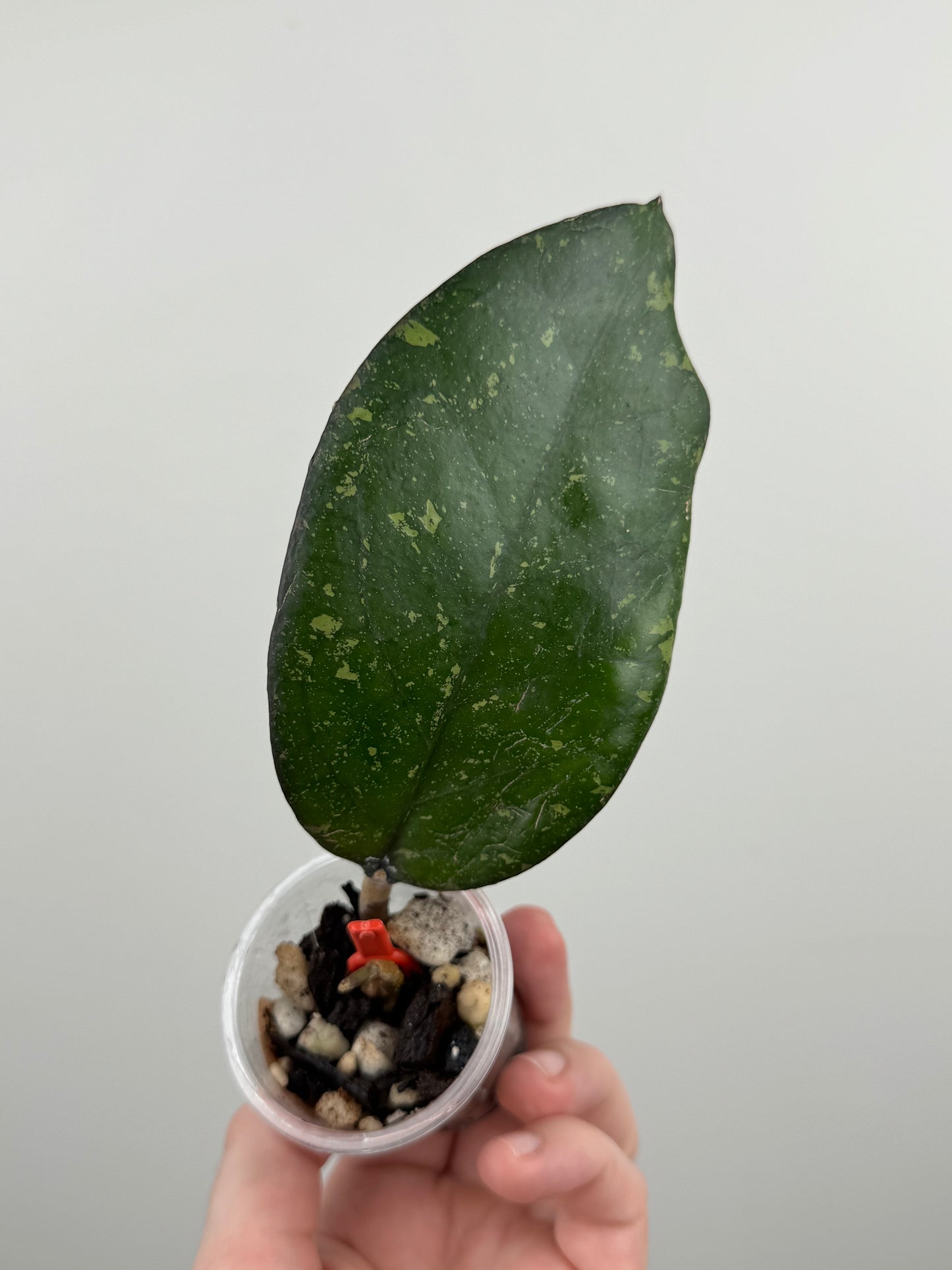 Hoya Patcharawalai 077 (B)