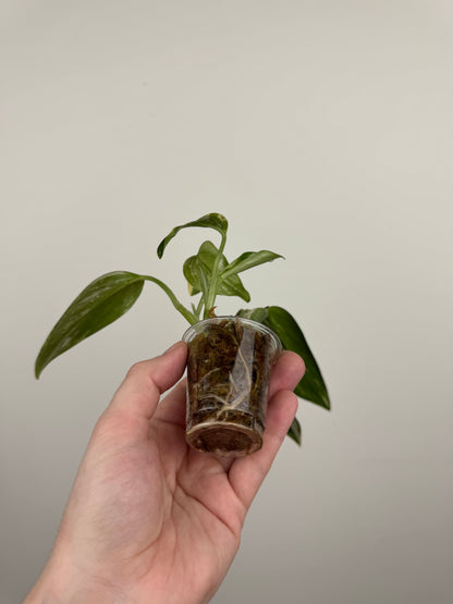 Monstera Standleyana Aurea High Variegation(C)