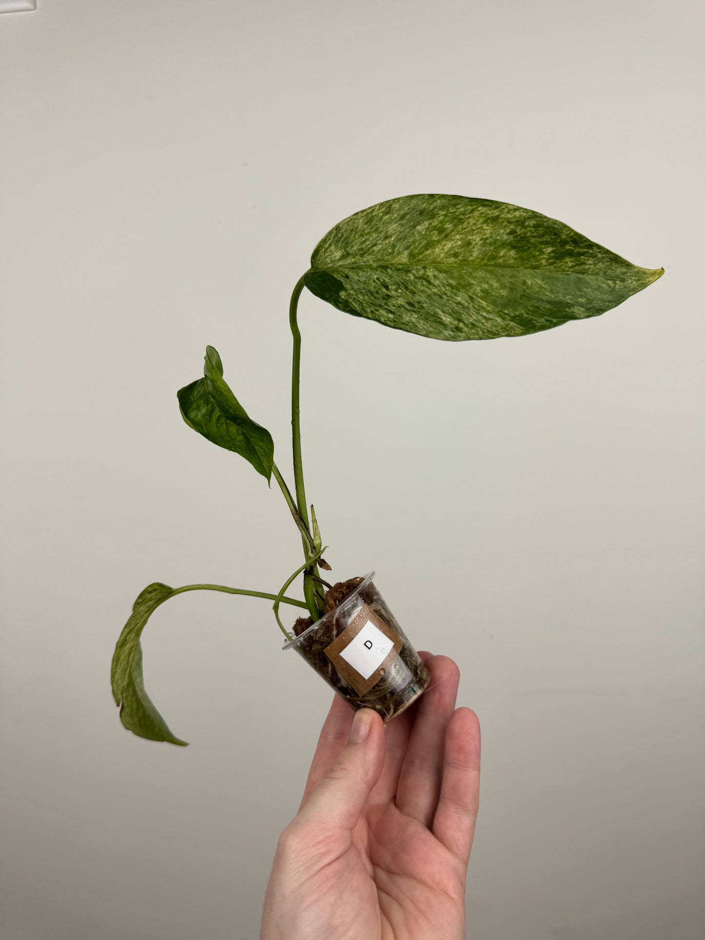 Epipremnum Pinnatum Tricolor Mint Variegated (D)