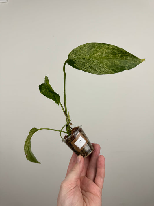 Epipremnum Pinnatum Tricolor Mint Variegated (D)