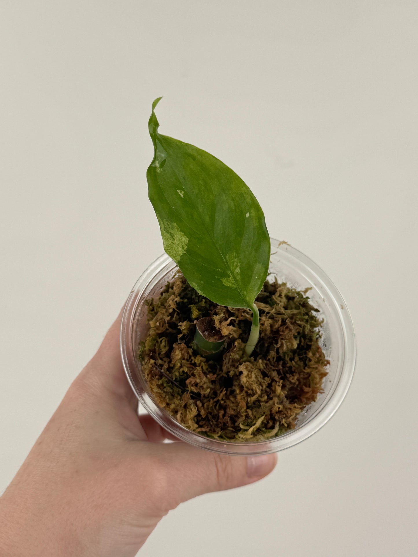 Aglaonema 'Spilt Milk'