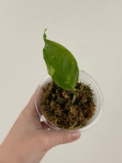 Aglaonema 'Spilt Milk'