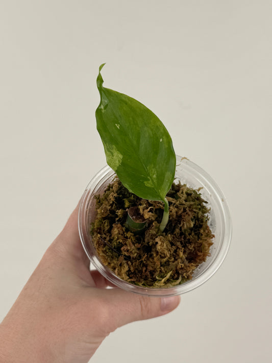 Aglaonema 'Spilt Milk'