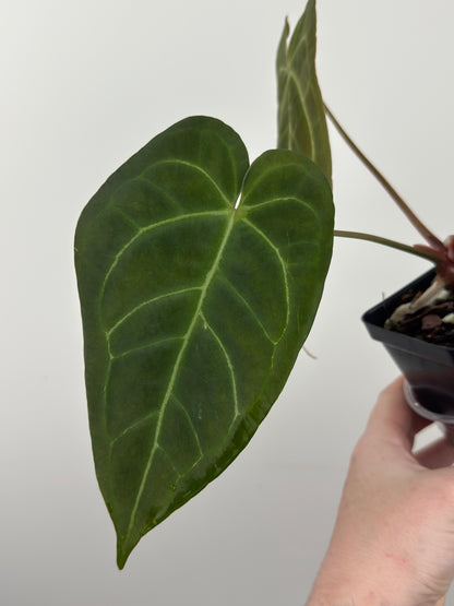 Anthurium 'Ace of Spades (AOS)' Dark Form x 'Bloodmoon'