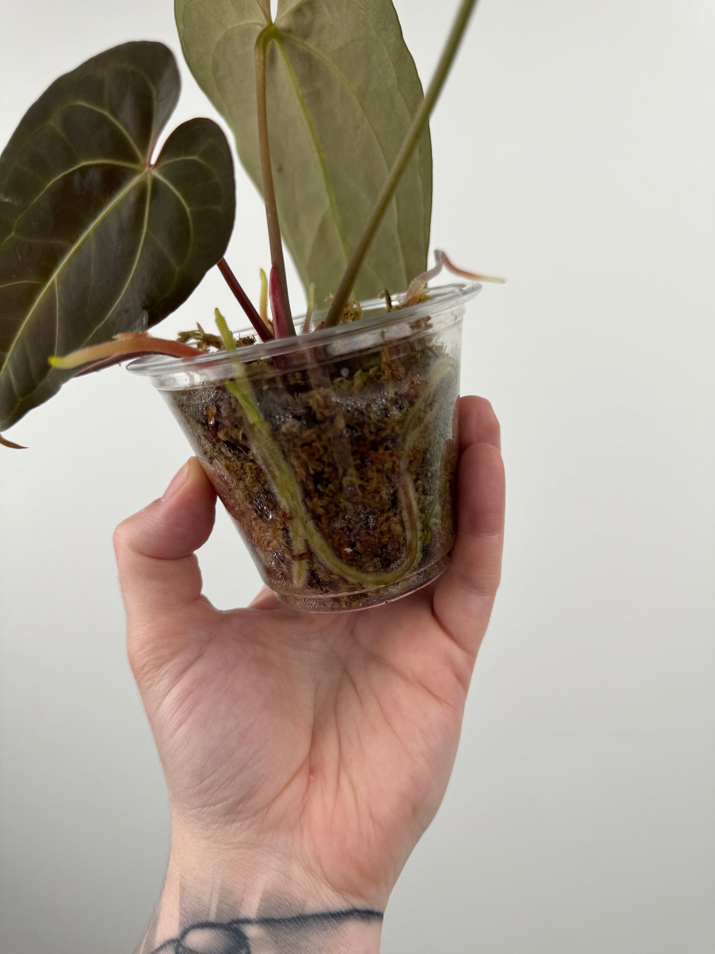 Anthurium 'Not the Mama' x 'AOS'