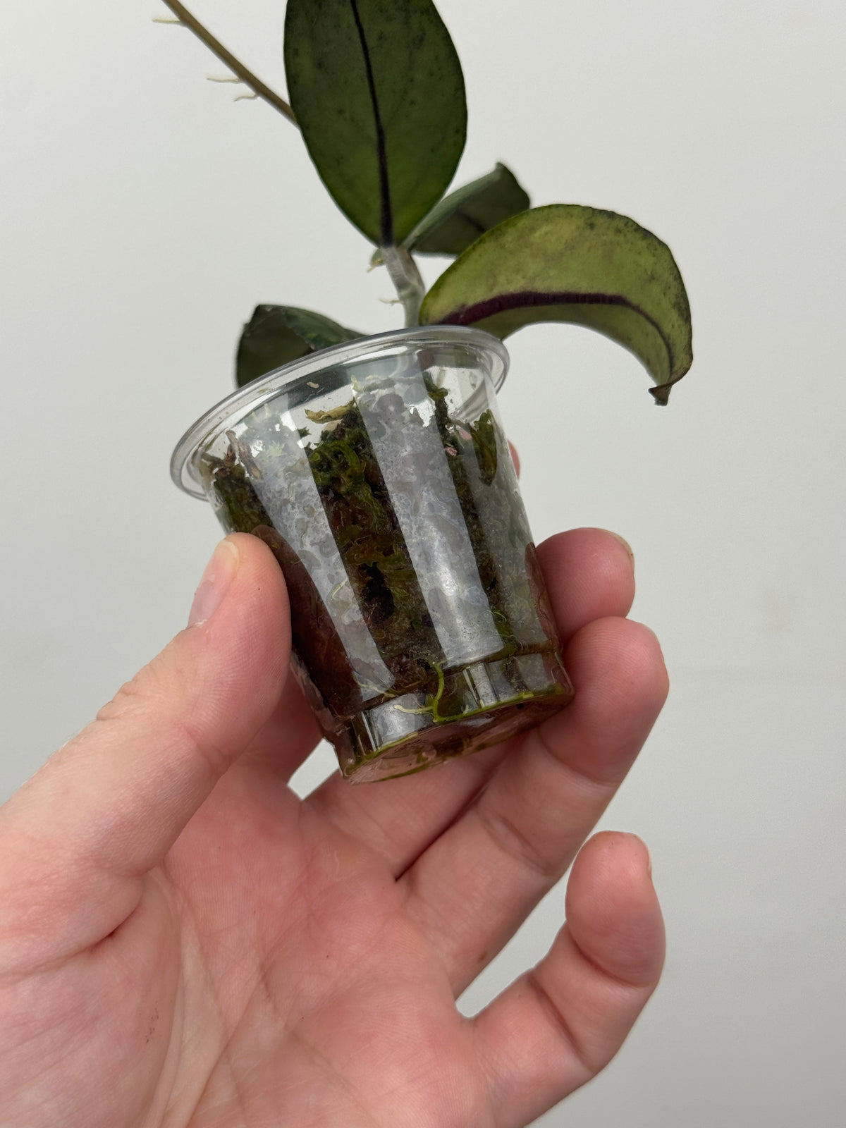 Hoya sp. Sumatra