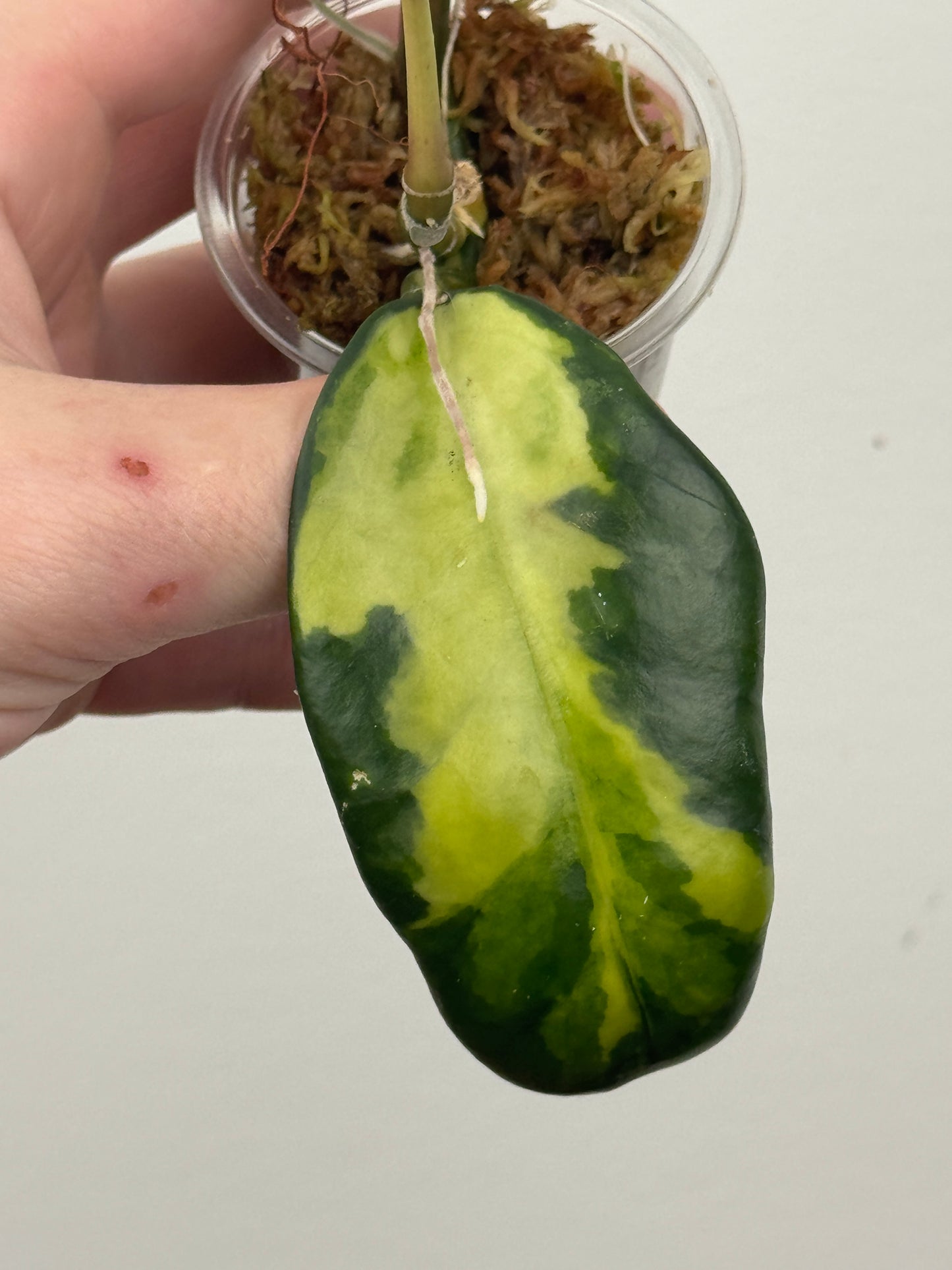 Hoya Diversifolia 'Maharani'