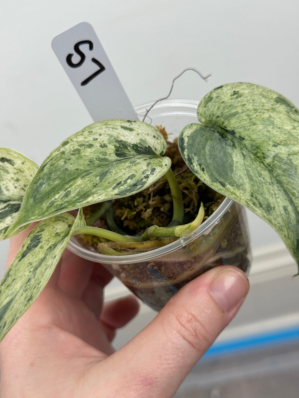 Scindapsus Halimoon