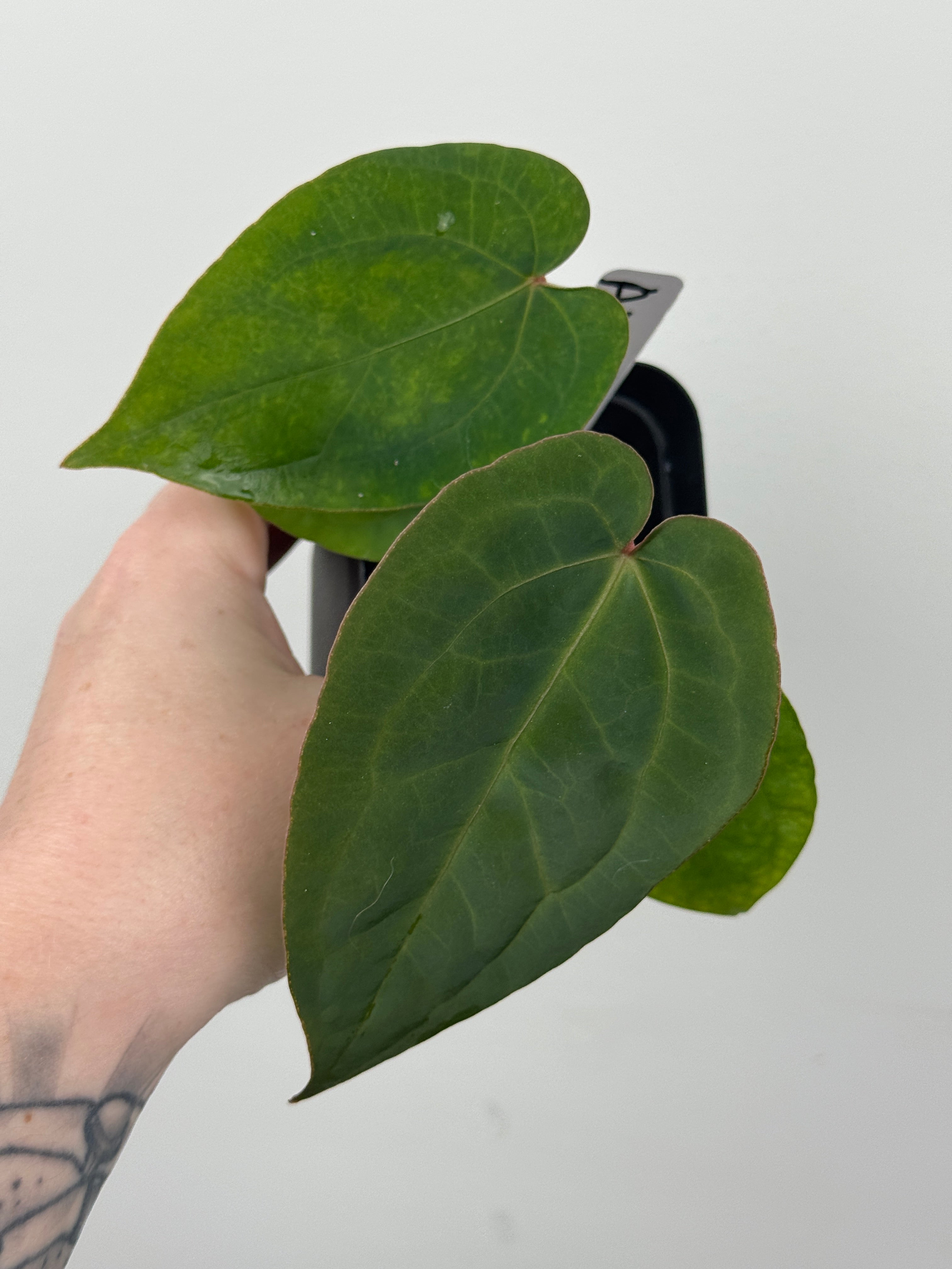 A5 Anthurium ['Antioqua' x (Carla x Bess)] x (RVDP x Kuna)