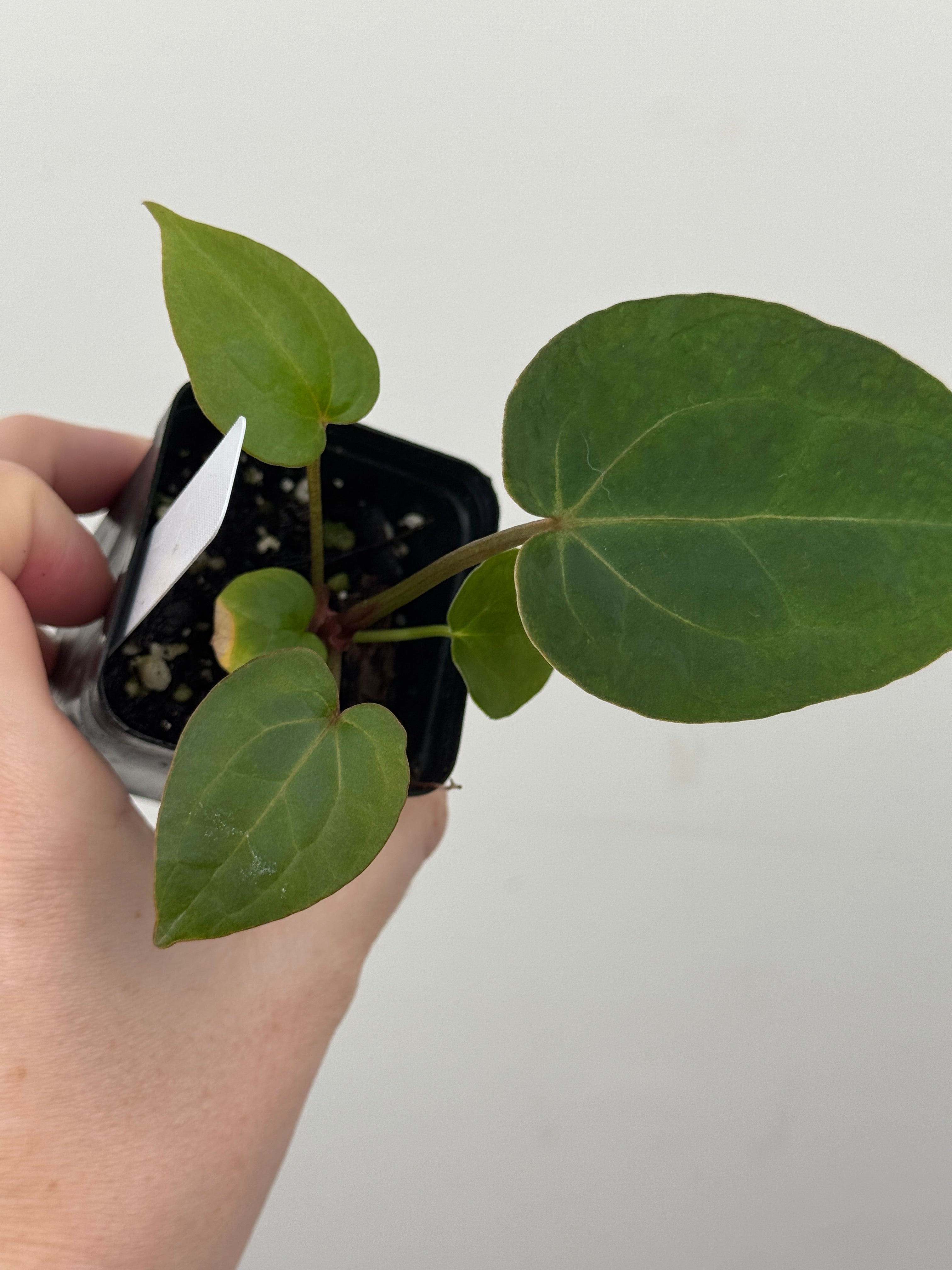 A13 Anthurium ['Antioqua' x (Carla x Bess)] x (RVDP x Kuna)