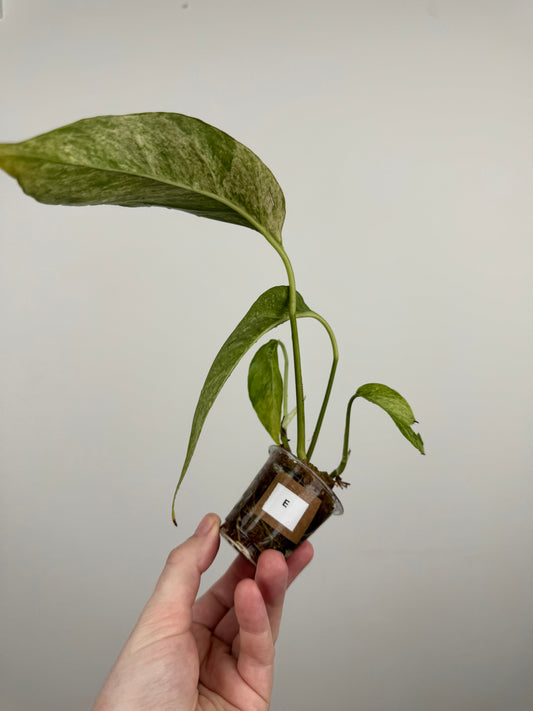 Epipremnum Pinnatum Tricolor Mint Variegated (E)