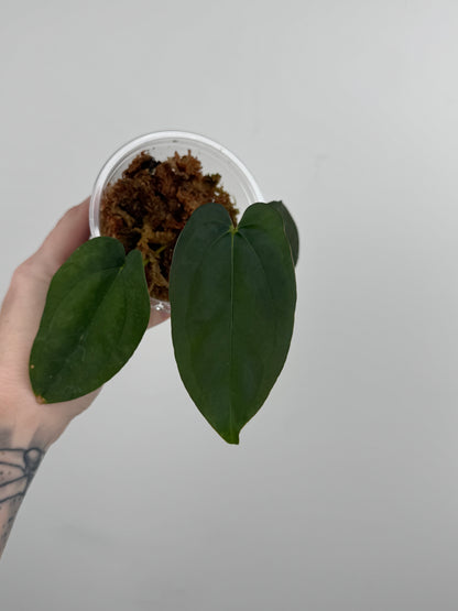 Anthurium ('Not the Mama' x 'AOS') x BVEP