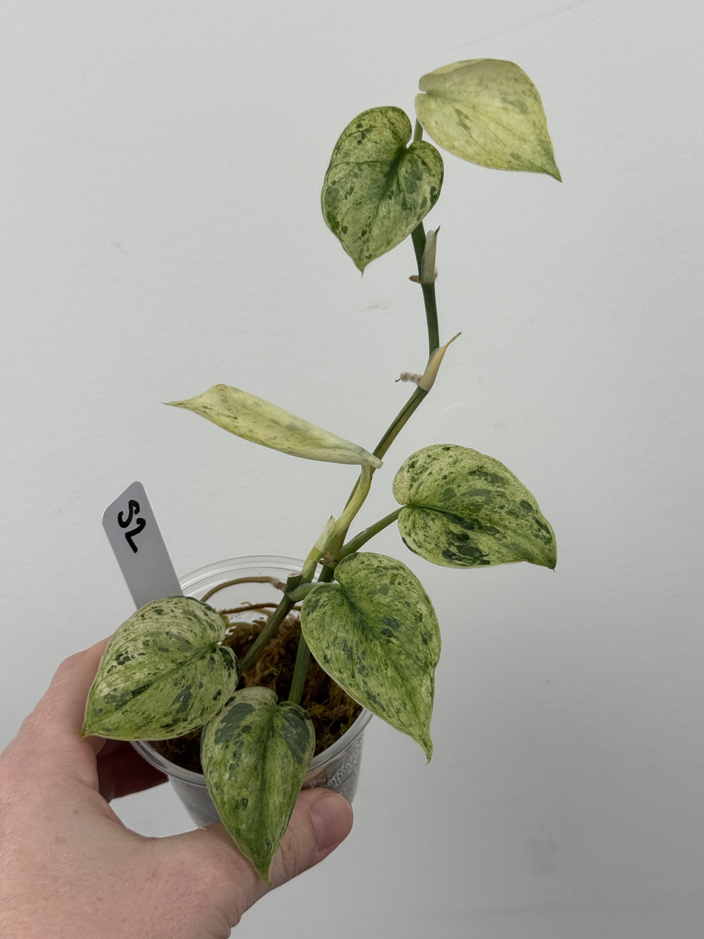 Scindapsus Halimoon