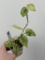 Scindapsus Halimoon