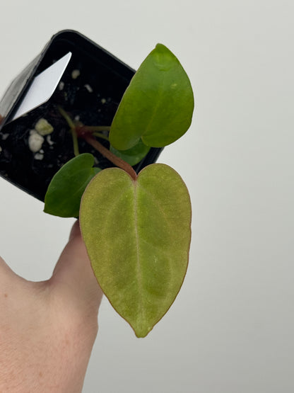 Anthurium ['Antioqua' x (Carlablackiae x Besseae AFF)] x (RVDP x Kunayalense)