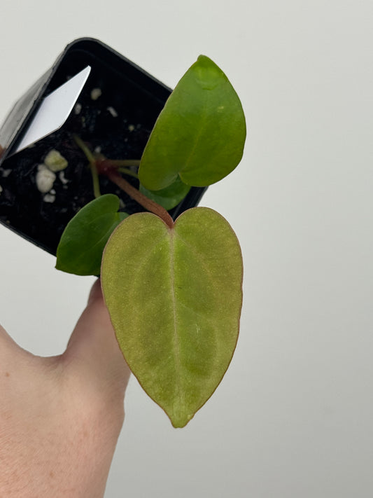 Anthurium ['Antioqua' x (Carlablackiae x Besseae AFF)] x (RVDP x Kunayalense)