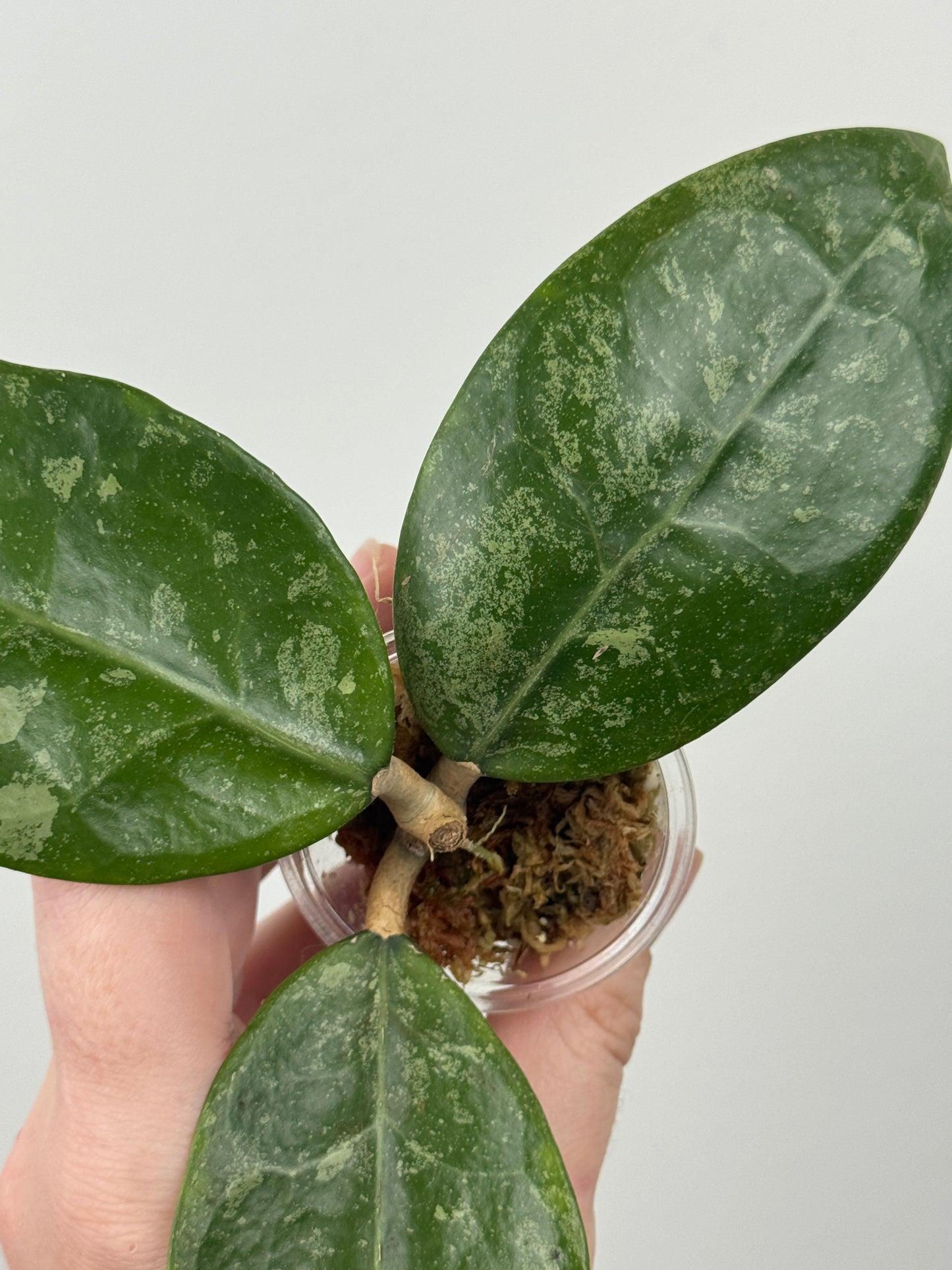 Hoya RHM 14-1