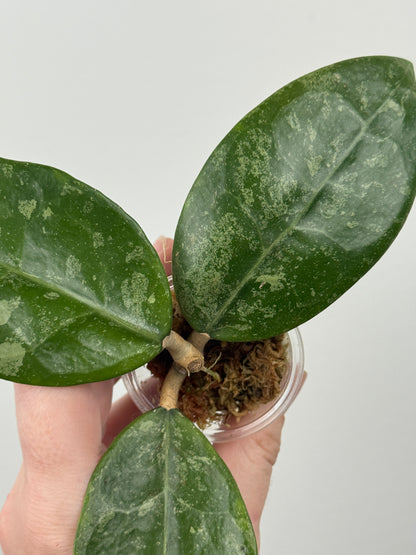 Hoya RHM 14-1