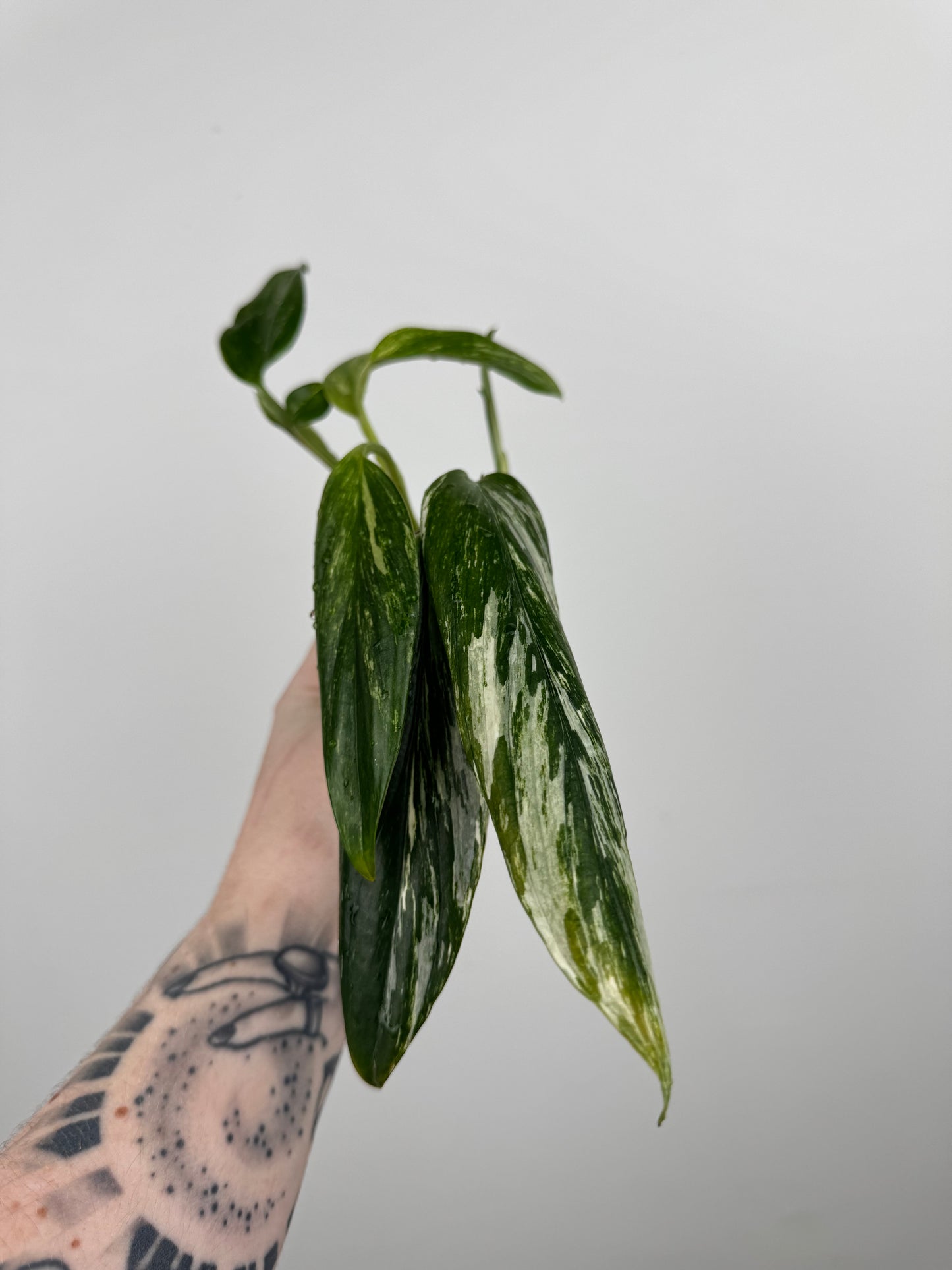 Monstera Standleyana Aurea High Variegation(C)