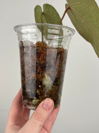 Anthurium 'AOS Hybrid' x ('AOS' x Besseae AFF)