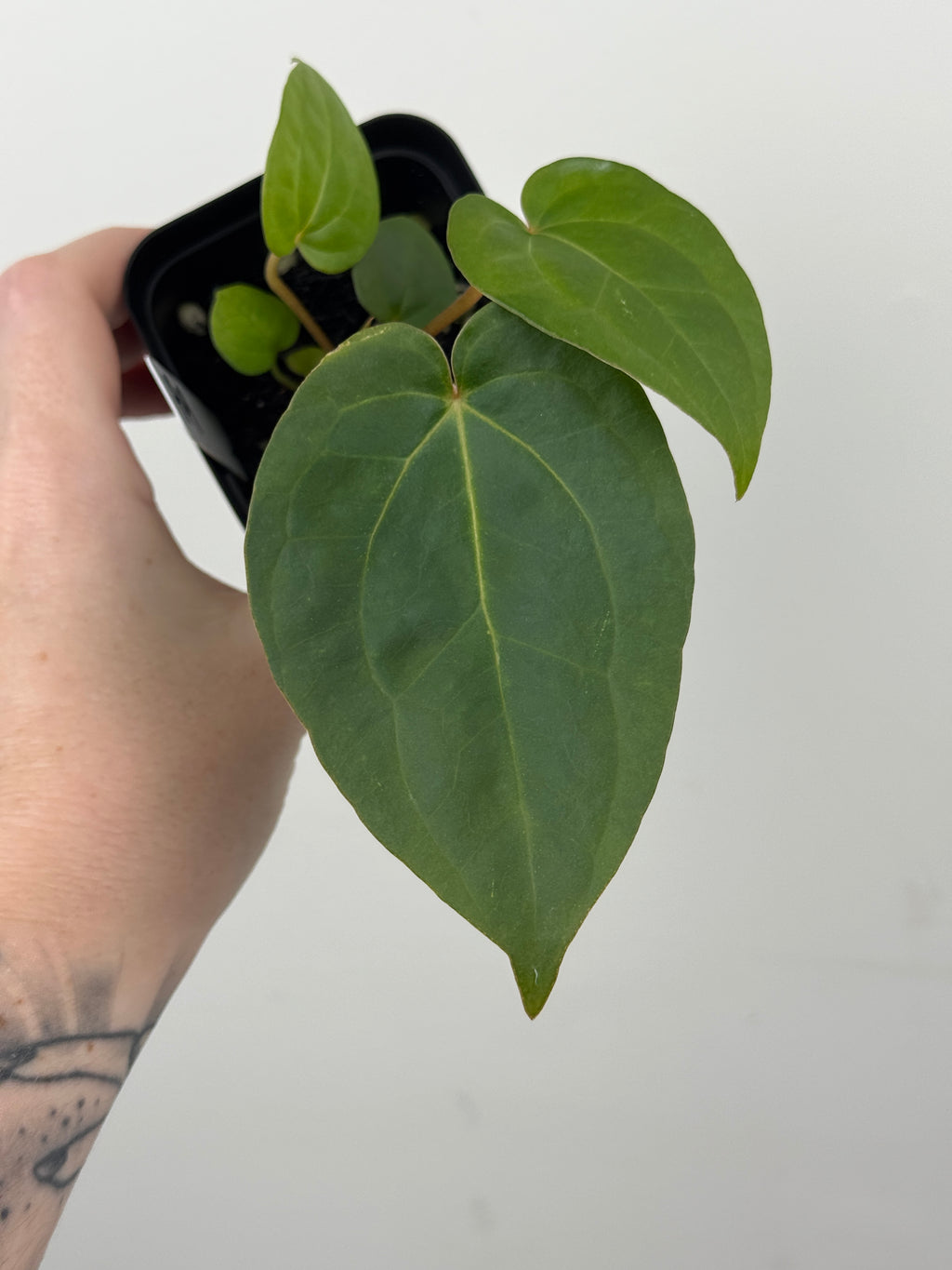 A9 Anthurium ['Antioqua' x (Carla x Bess)] x (RVDP x Kuna)
