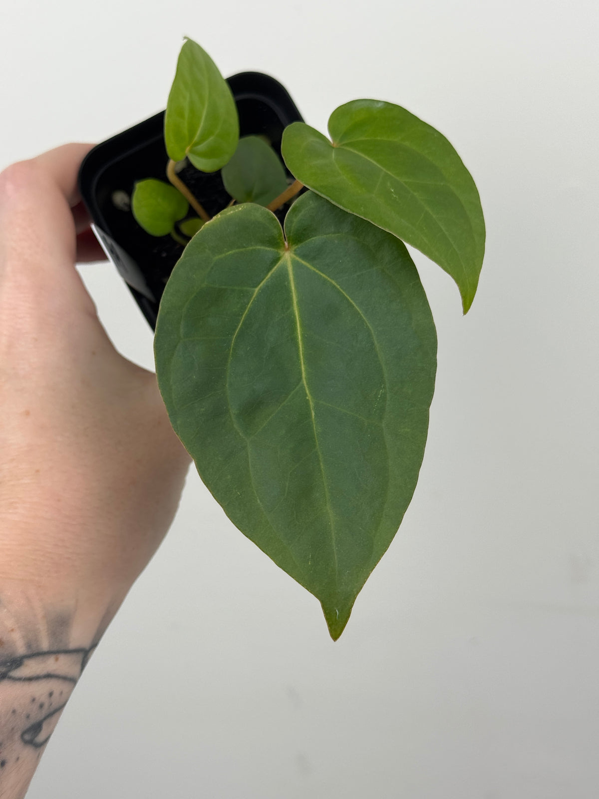 A9 Anthurium ['Antioqua' x (Carla x Bess)] x (RVDP x Kuna)